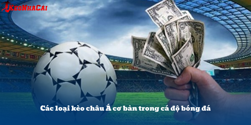 Tổng hợp các mức tỷ lệ kèo châu Á thường gặp: 0.25, 0.5, 0.75, 1.0 – người chơi cần hiểu rõ để đặt cược chính xác.